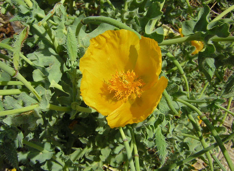 Glaucium flavum